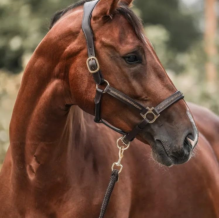 Paarden Adventskalender - Equestrian Edition 2025