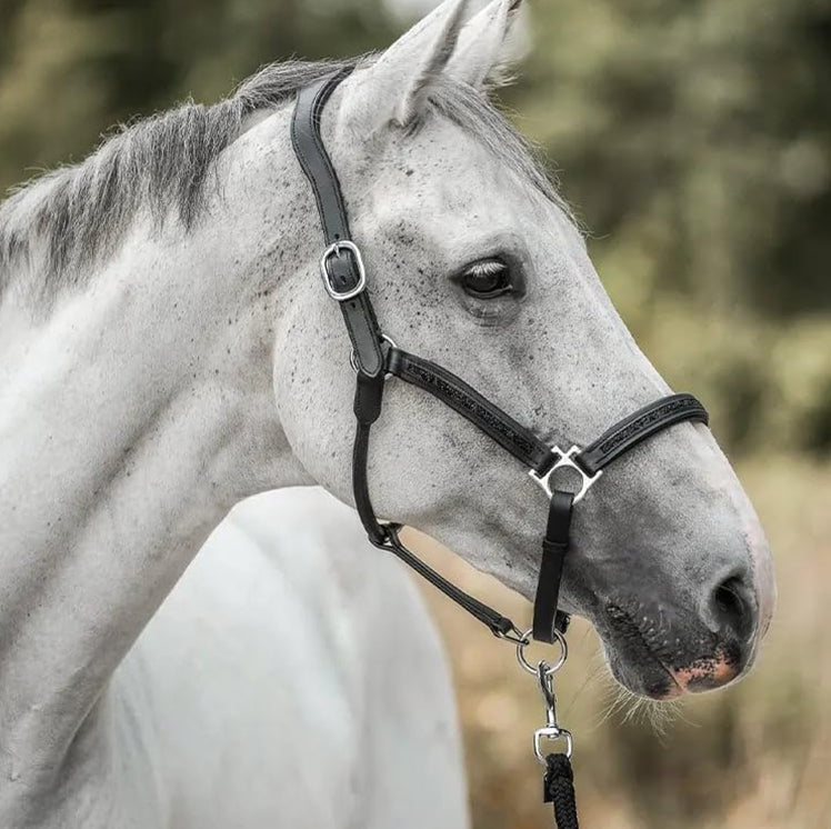 Paarden Adventskalender - Equestrian Edition 2025