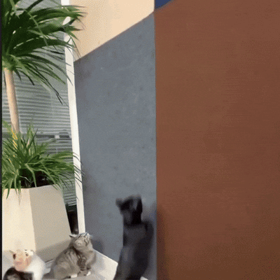 SCRATCHY™ - Efficiënte bescherming tegen krassen voor je meubels en muren