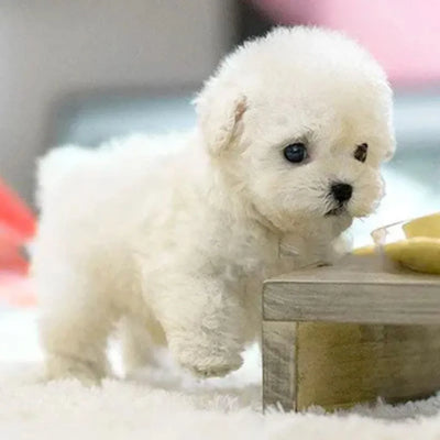 Realistische Interactieve Plush Hond - Levensechte Knuffel met Beweging | PuppyJoy